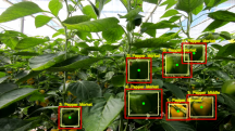 Fontys GreenTechLab onderzoekt of digital twins toepasbaar zijn voor kreupelheidsdetectie bij dieren en het digitaal kweken van paprika’s.'
