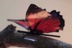 Flinterdunne actuator laat vlindervleugels fladderen.
