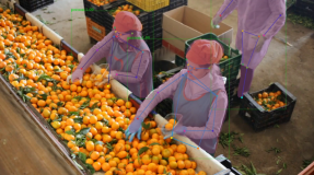 Slimme robots vergroten de waarde van verse groenten en fruit